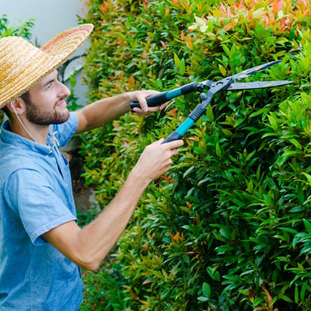 Leaf Cutting